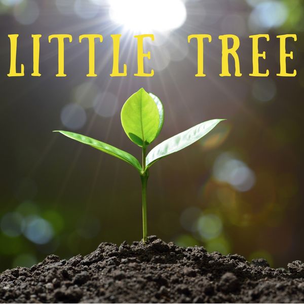 Levity Beet - Little Tree Levity Beet - Little Tree
