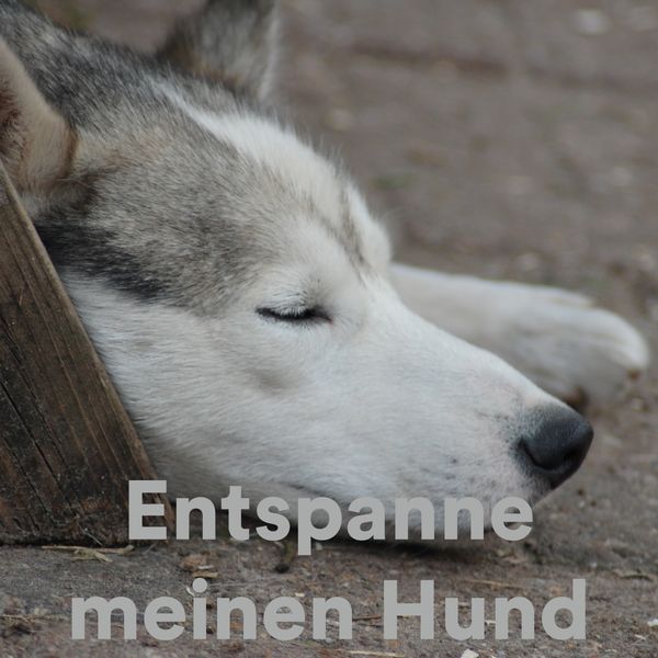 Various Artists|Entspanne Meinen Hund