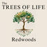 The Trees of Life Redwoods
