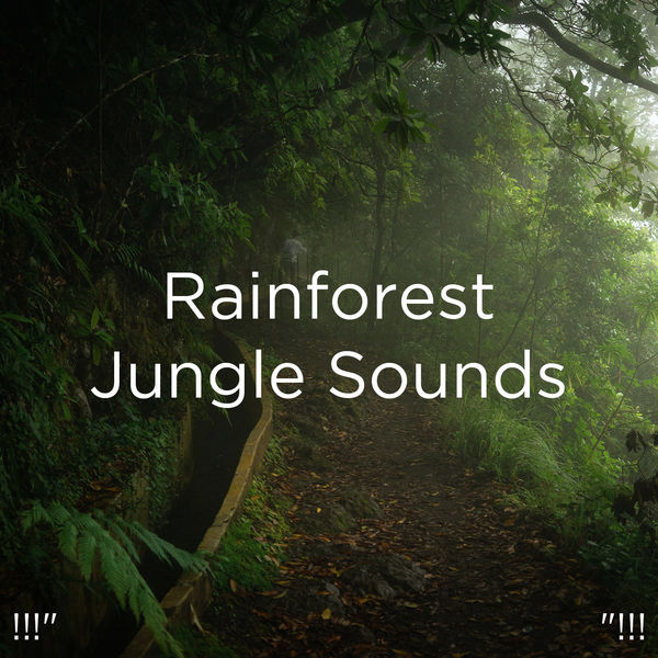 Rainforest Jungle Sounds 