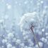 YXY Piano Covers / Nayu Snow Drop (from Rascal Does Not Dream of Santa Claus)