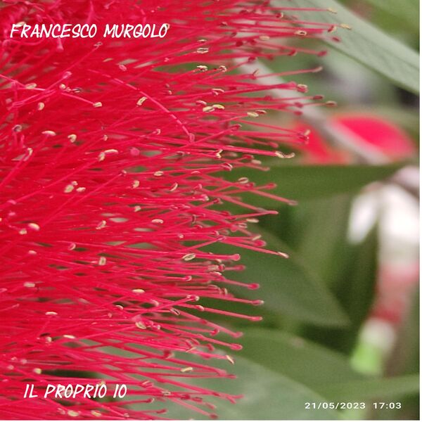 Francesco Murgolo|Il proprio io Francesco Murgolo|Il proprio io