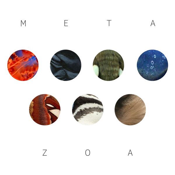 Map 256|Metazoa Map 256|Metazoa