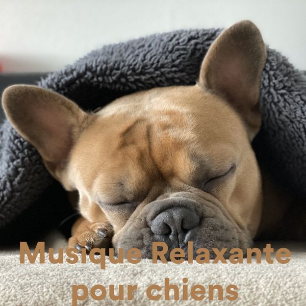 Various Artists - Musique Relaxante Pour Chiens Various Artists - Musique Relaxante Pour Chiens