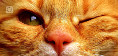 Animalischer Instinkt Animalischer Instinkt