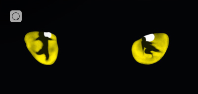 Andrew Lloyd Webber Andrew Lloyd Webber