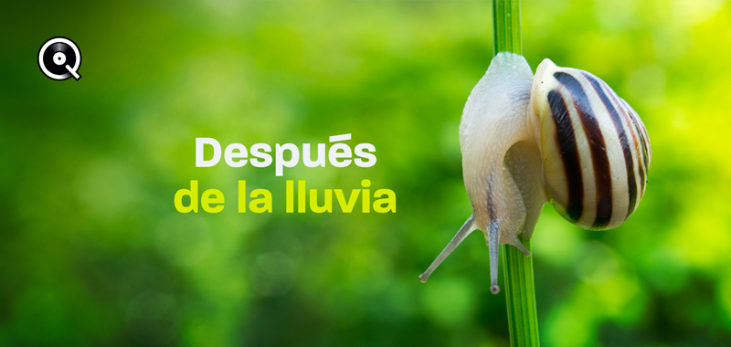 Después de la lluvia Después de la lluvia