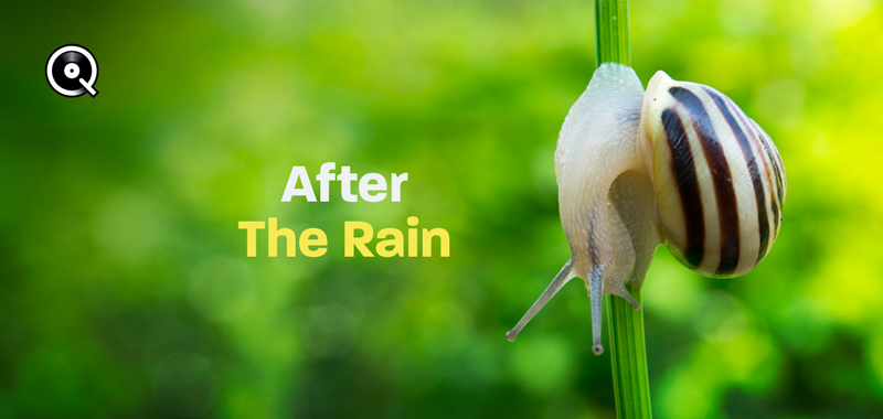 After the Rain After the Rain