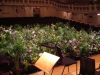 La musique fait pousser les plantes